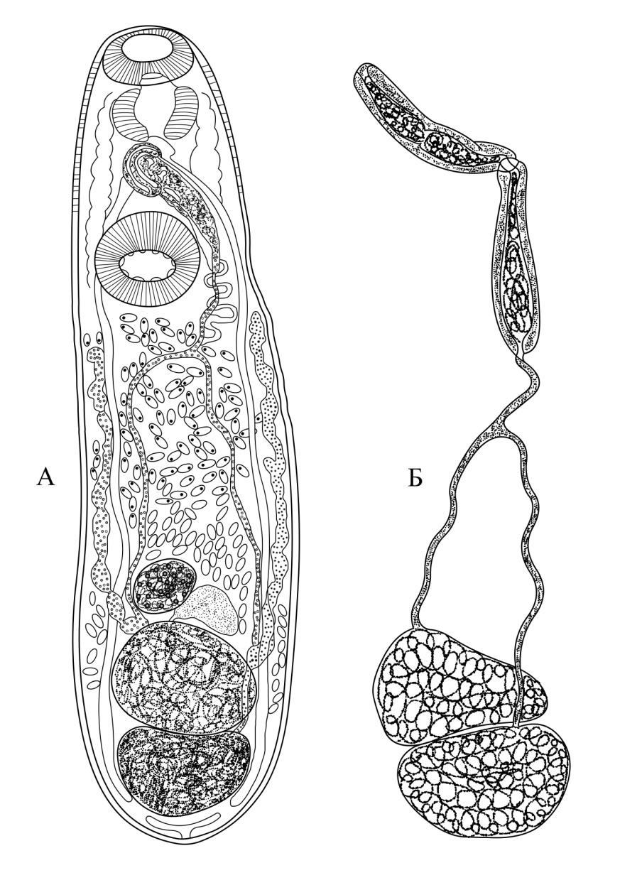 Рис. 1. Philophthalmus lucipetus (Rudolphi, 1819): А – Общий вид церкария; Б - хвостовой конец церкария; В - процесс отторжения хвоста; Г - адолескария; Е - эксцистированная метацеркария в печени моллюска. рп - ротовая присоска; бп - брюшная присоска; мп - мочевой пузырь; хв - хвост; хп - хвостовая присоска.